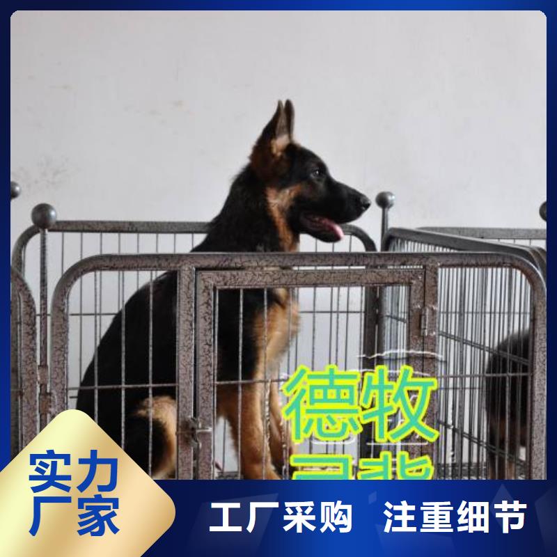 【德国牧羊犬_德牧犬工艺层层把关】