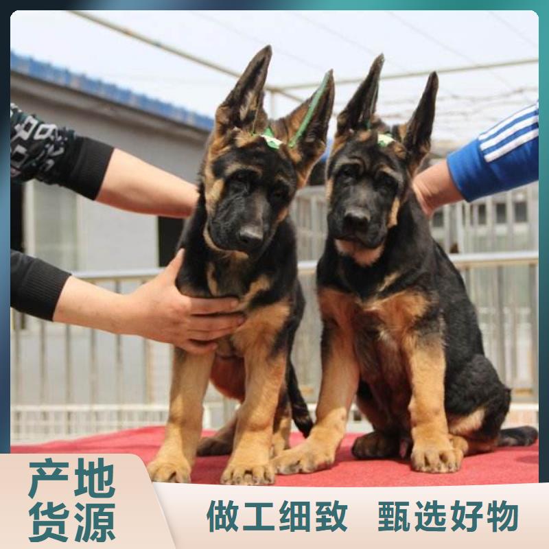 德国牧羊犬德牧犬高品质现货销售