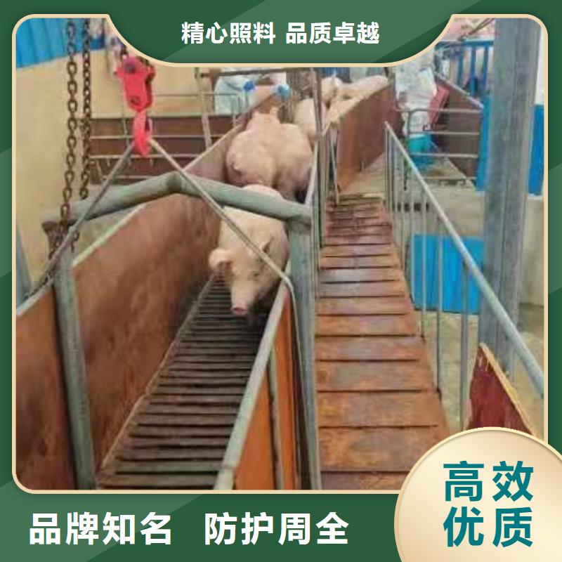 宿迁市沭阳到活禽运输贴心服务