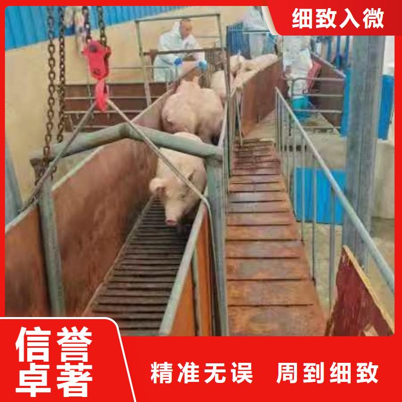 宿州到种猪恒温车运输顺畅