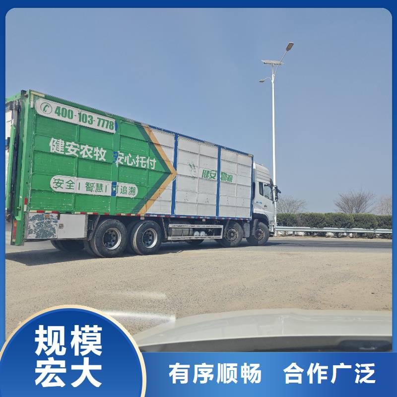 宿迁到猪只贸易专业专注