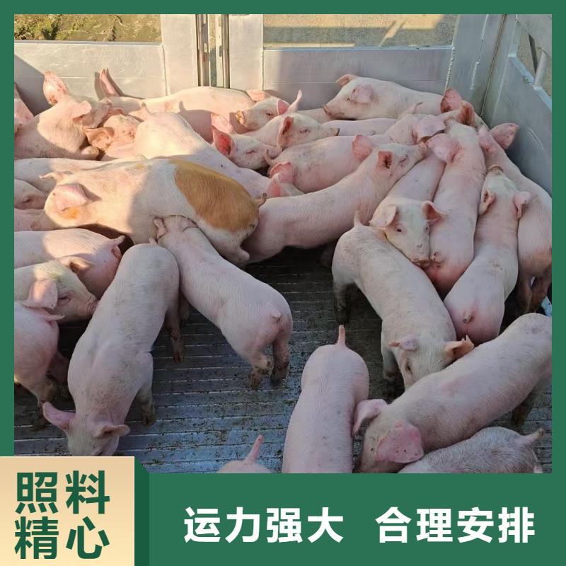宿迁到猪笼车物流信誉良好