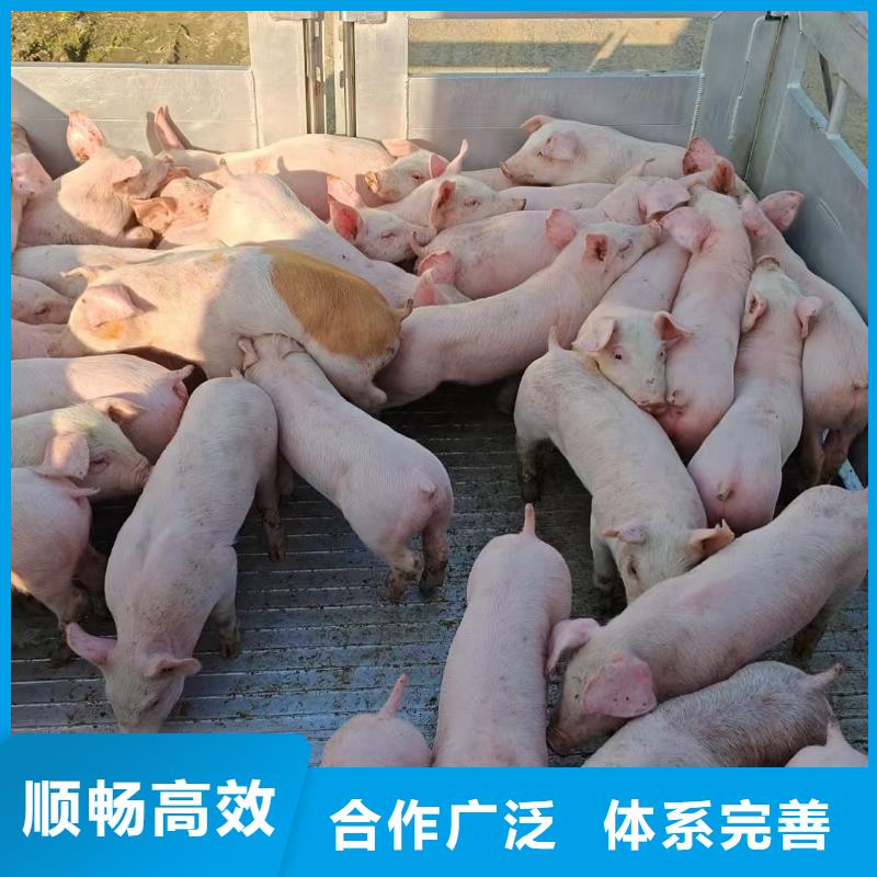 泗洪到生猪空调车运输路线优化