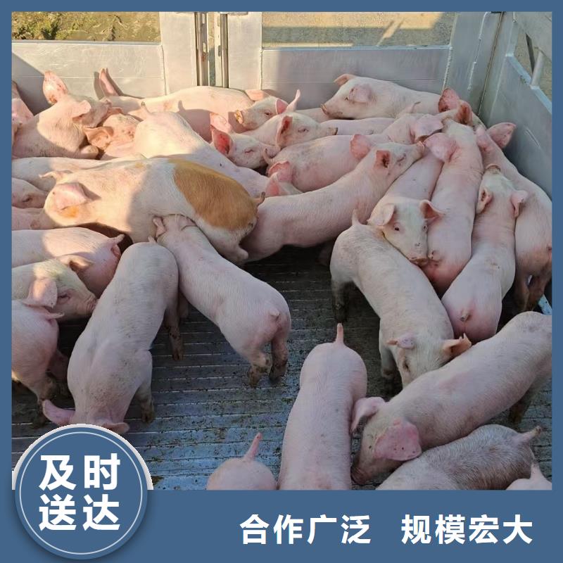 宿迁到猪只贸易专业专注