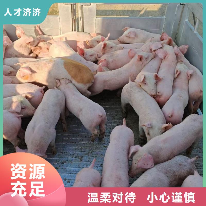 宿迁泗洪到猪笼车物流