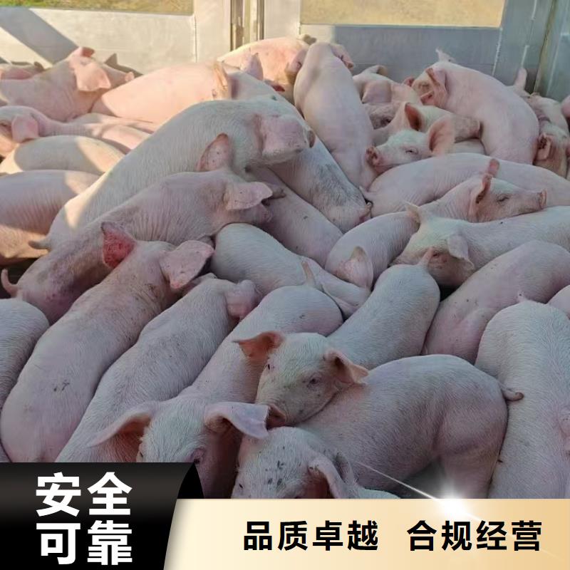 宿迁到农牧运输管理规范