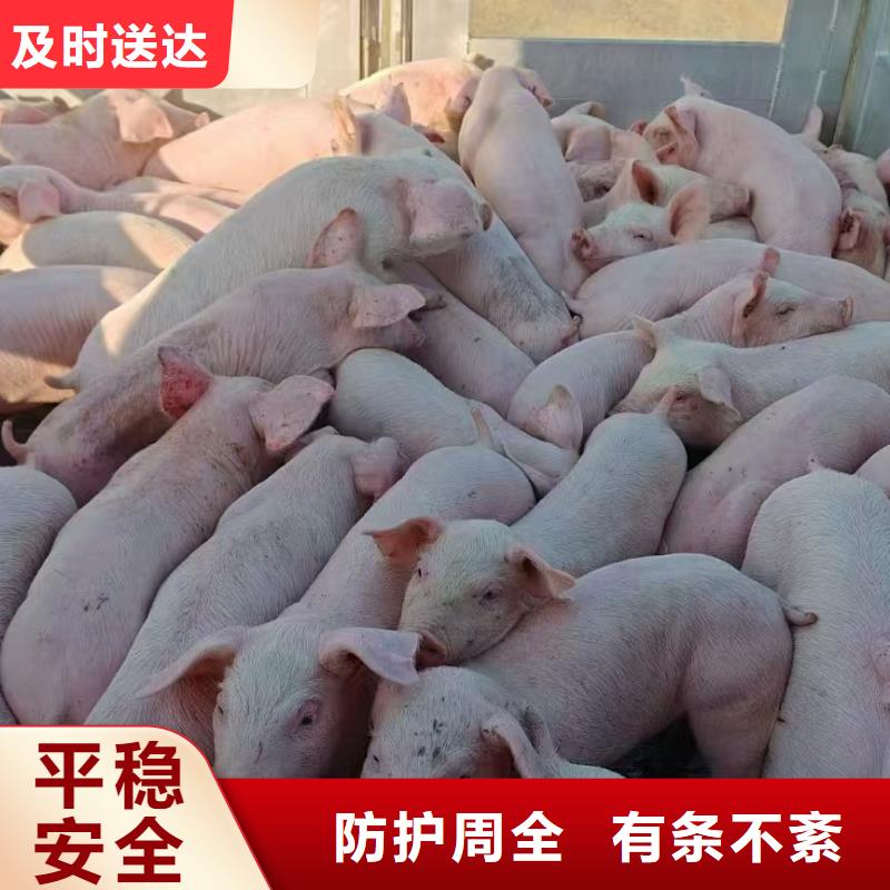 宿迁到农牧运输管理规范