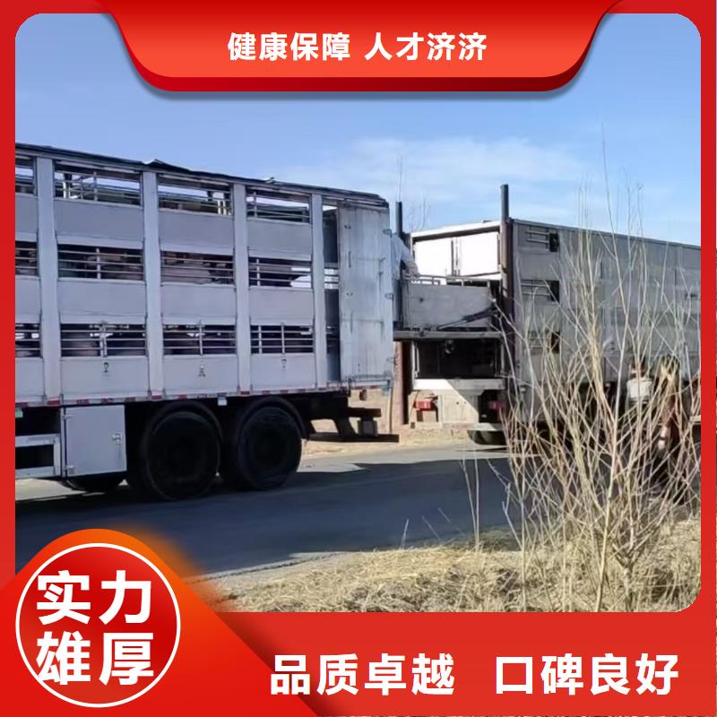 宿迁到牲畜运输品质卓越