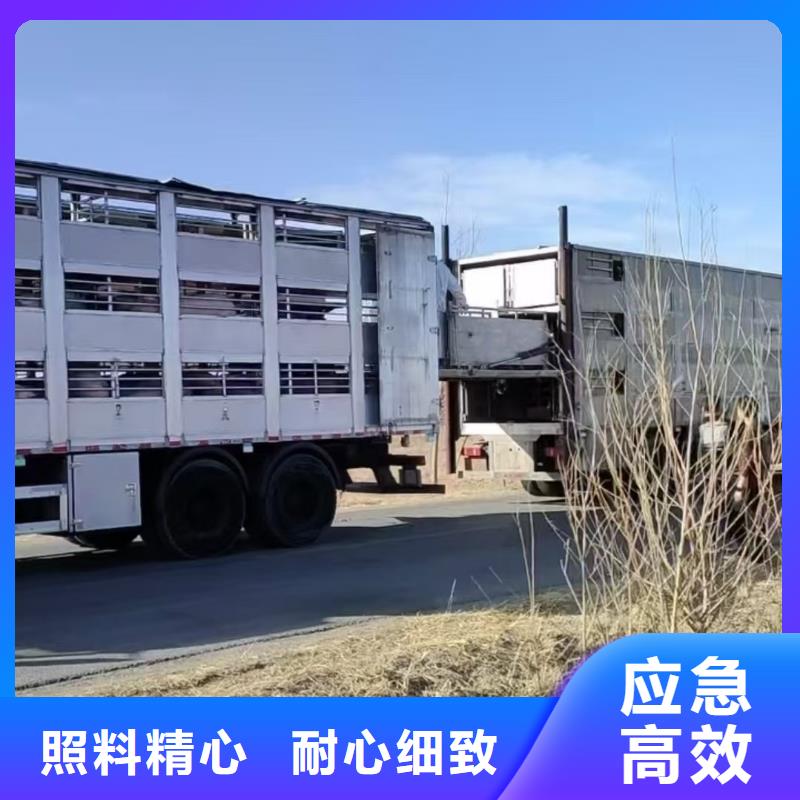 宿迁到猪牛羊运输