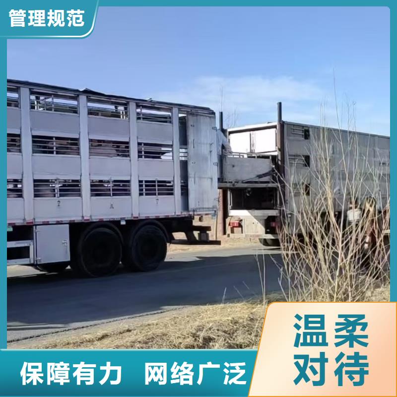 宿迁到牛运输专用车运输团队