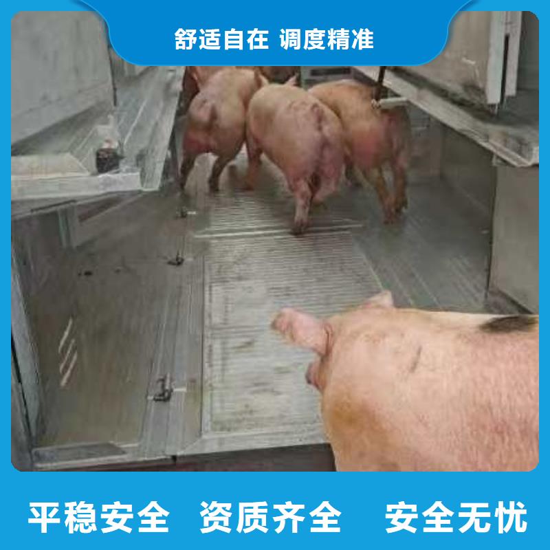 宿迁市泗洪到猪运输路线优化