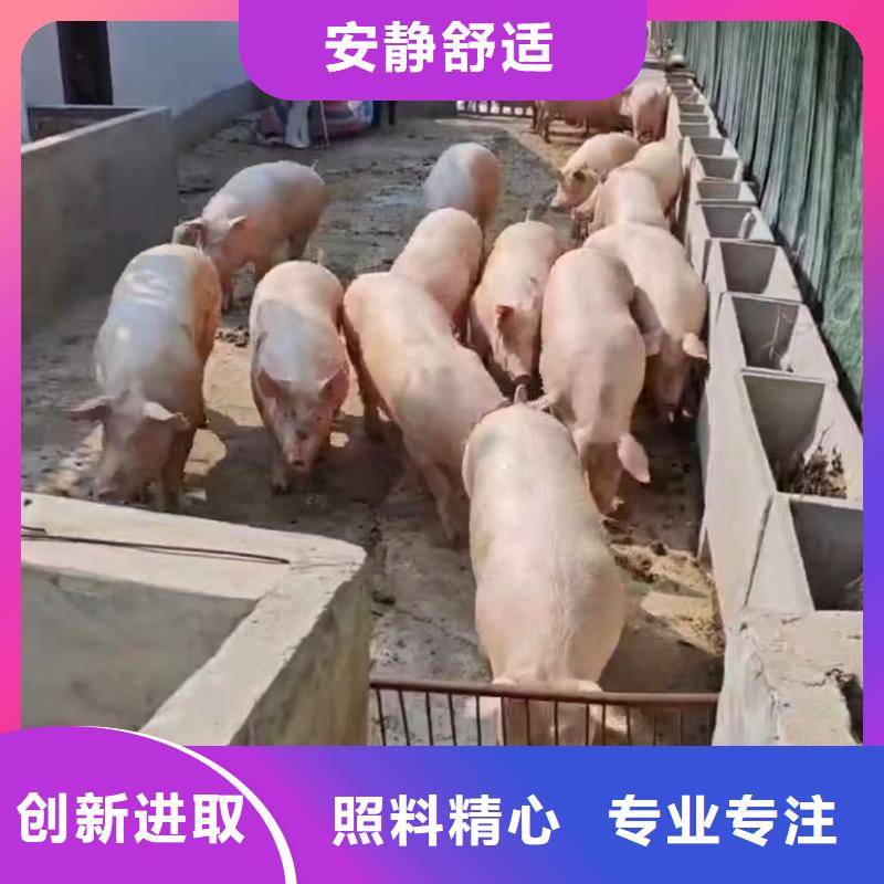 宿迁到牲畜运输品质卓越