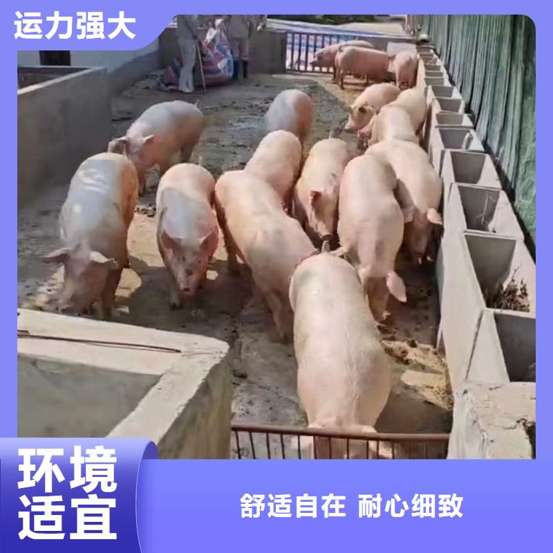 宿迁到牲畜运输品质卓越