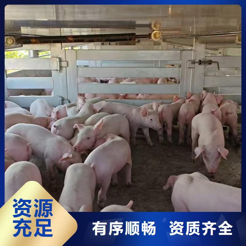三门峡到种猪空调车运输应急