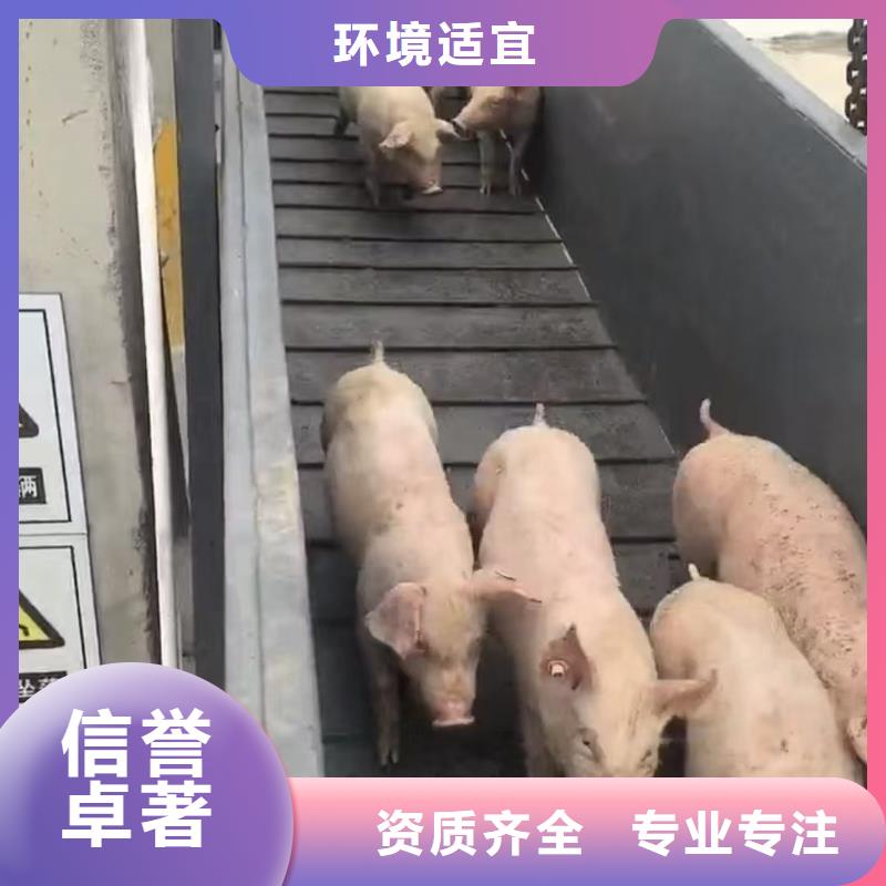 宿迁到猪牛羊运输合理