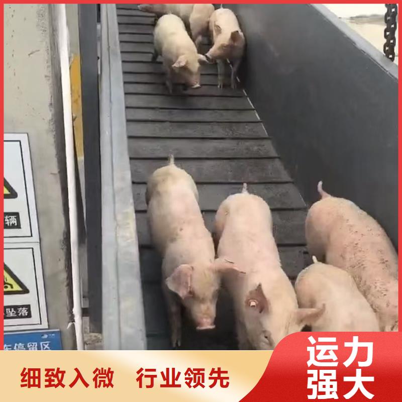 宿迁到猪牛羊运输