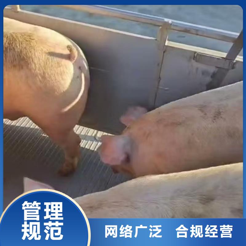 宿迁市泗阳到畜禽物流信誉卓著