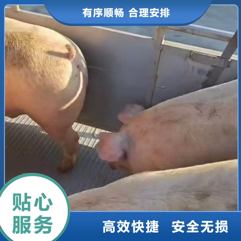 宿迁到牲畜运输品质卓越