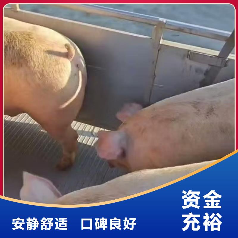 宿迁市泗阳到畜禽物流信誉卓著