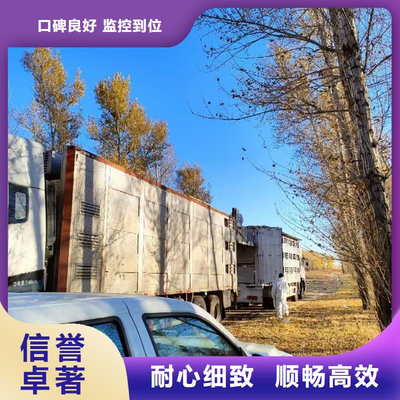 泗洪到生猪空调车运输路线优化