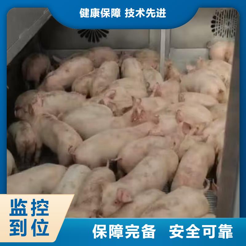 宿迁市泗阳到畜禽物流信誉卓著