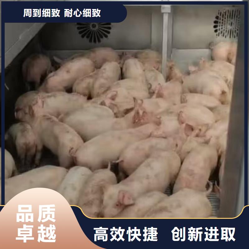 宿迁市到猪笼车运输