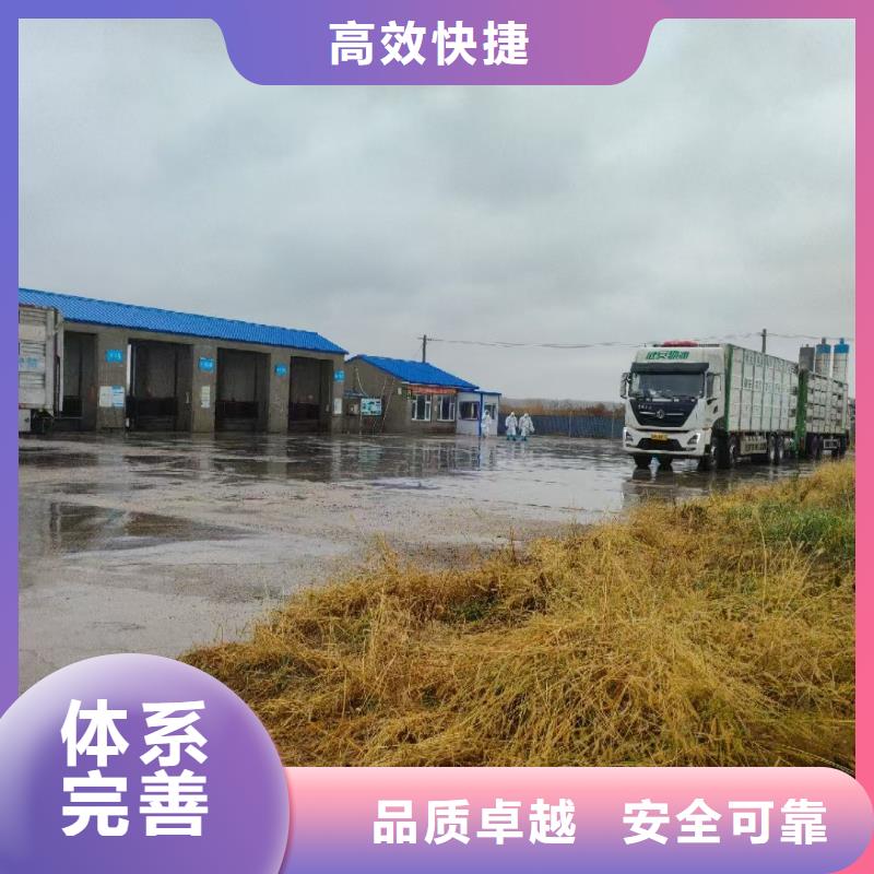 枣庄到猪笼车运输专业专注