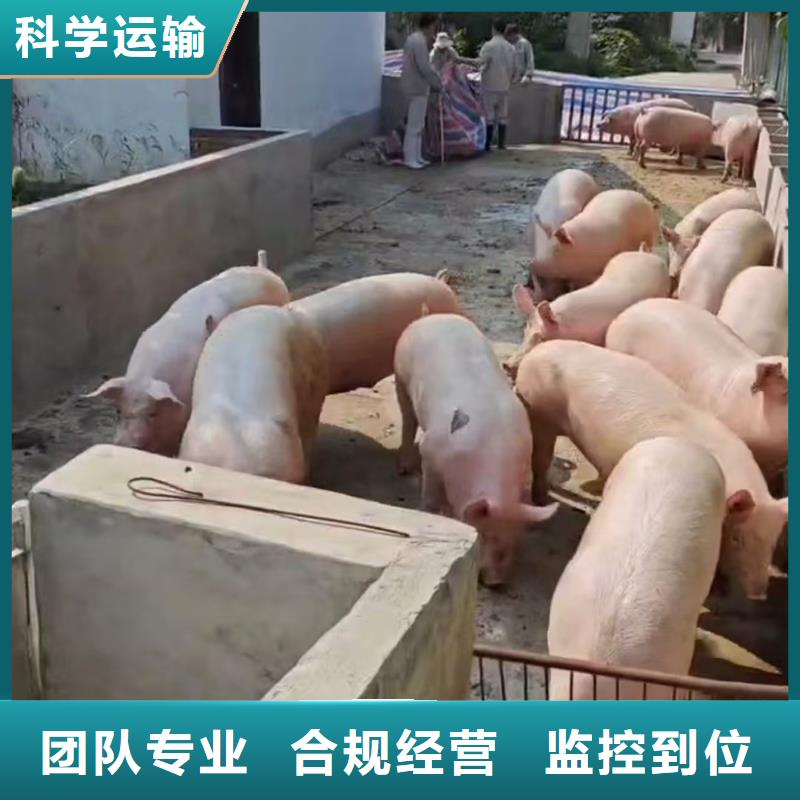 枣庄到猪笼车运输专业专注