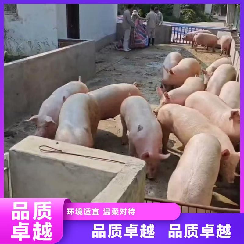滨州到畜禽运输全程呵护