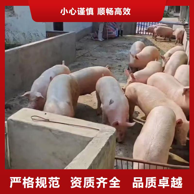 德州到散装料专用车精心照料