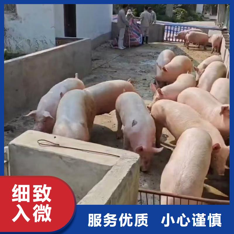 宿迁到牲畜运输品质卓越