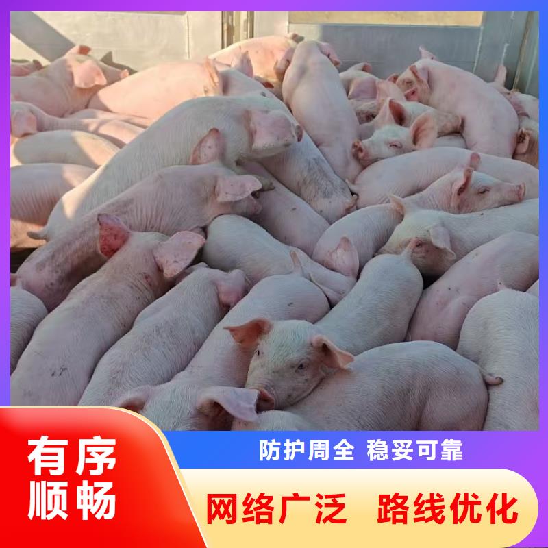 宿迁市沭阳到活禽运输贴心服务