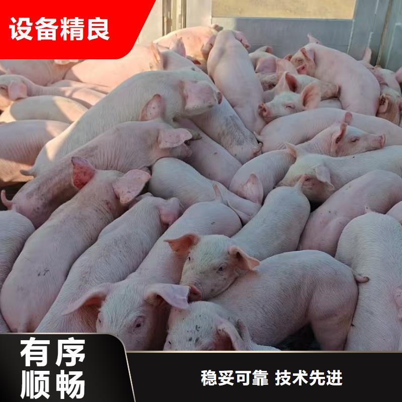 宿迁市泗阳到畜禽物流信誉卓著