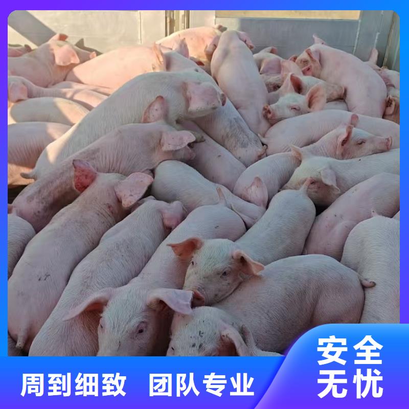 宿迁到猪牛羊运输