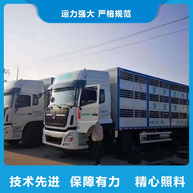 镇江到仔猪恒温车运输团队专业