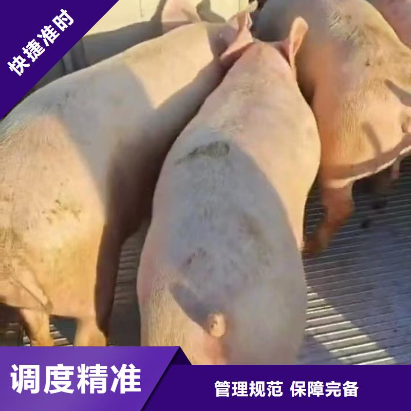 宿迁到猪牛羊运输合理