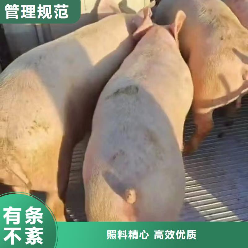 宿迁市泗洪到仔猪运输科学运输
