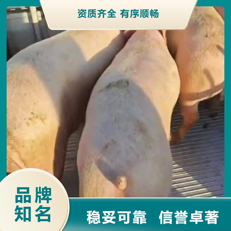 宿迁泗阳到羊运输专用车