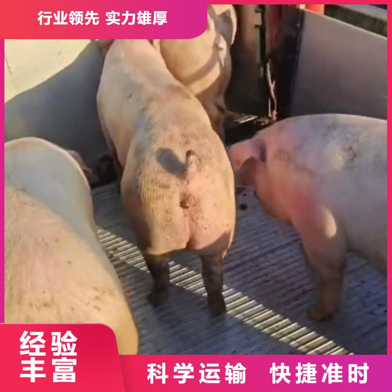 绍兴到猪只运输专用车管理规范