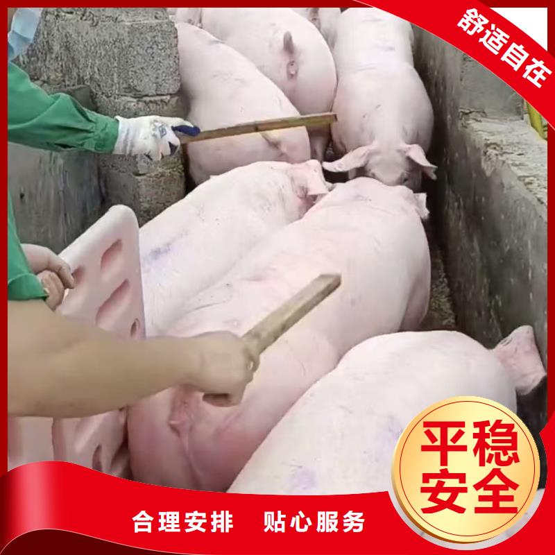 宿迁到猪只贸易专业专注