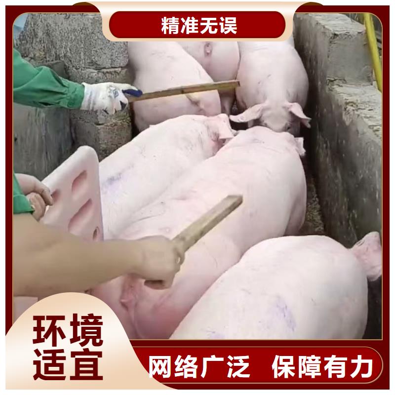 宿迁到猪牛羊运输