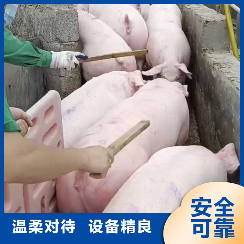 宿迁市泗阳到畜禽物流信誉卓著