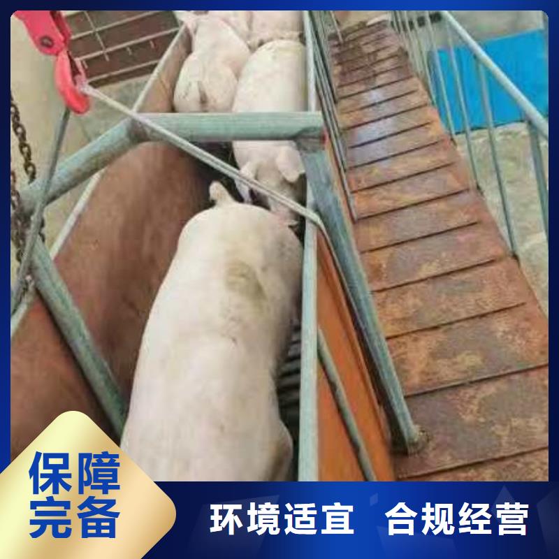 枣庄到猪笼车运输专业专注