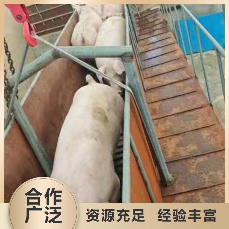 宿迁市泗阳到活禽运输优质