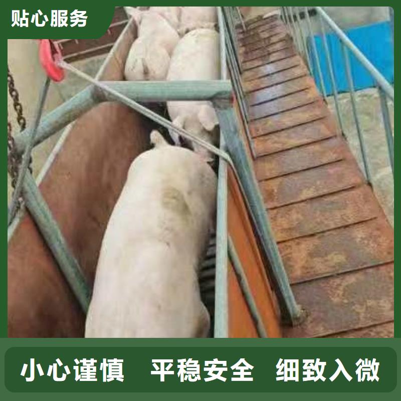 无锡到仔猪恒温车运输防护周全
