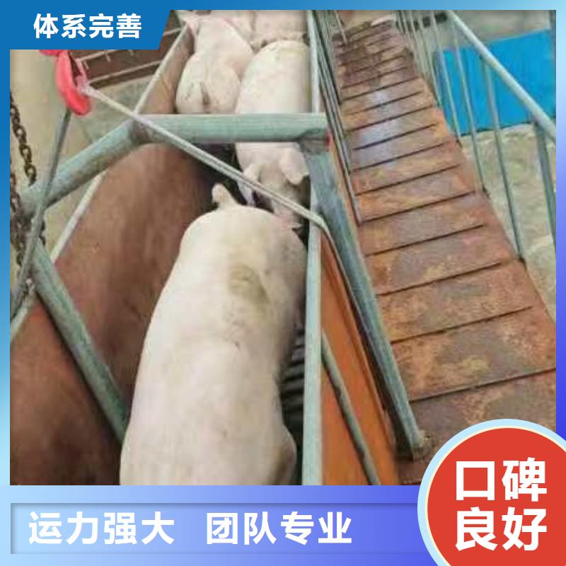 泗洪到生猪空调车运输路线优化