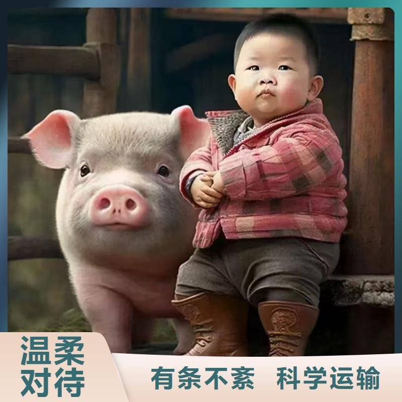 德州到散装料专用车精心照料