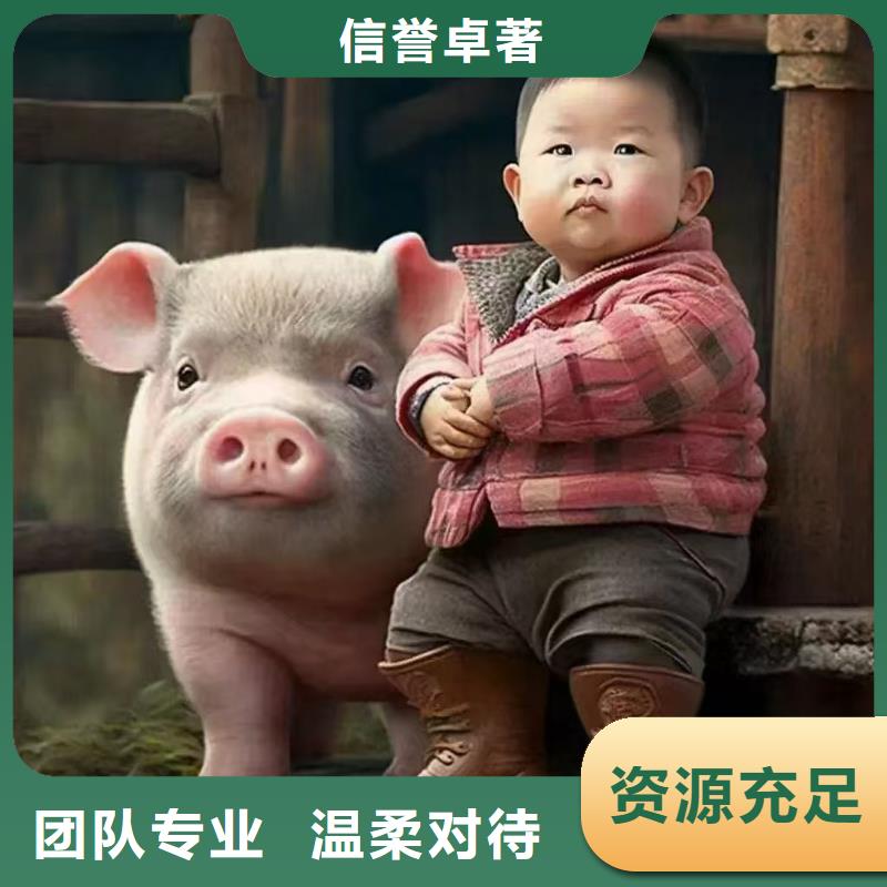宿迁到猪牛羊运输合理