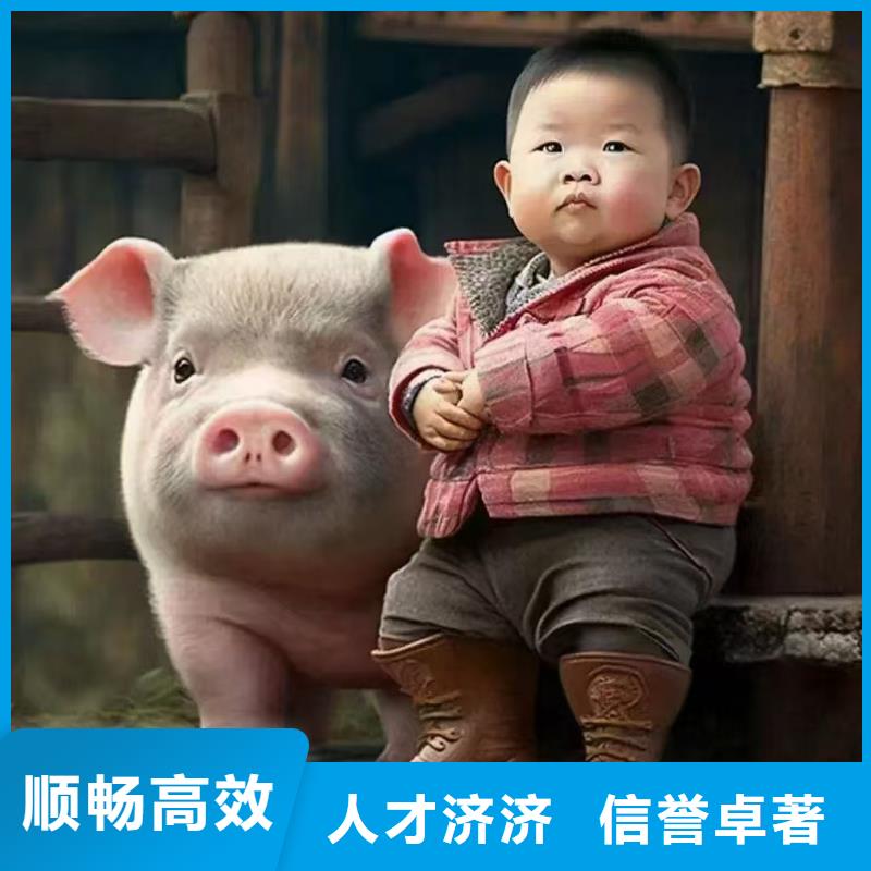 无锡到仔猪恒温车运输防护周全