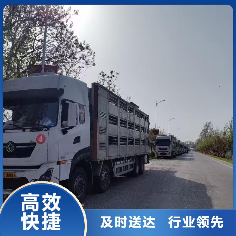 宿迁到猪只贸易专线直达不中转